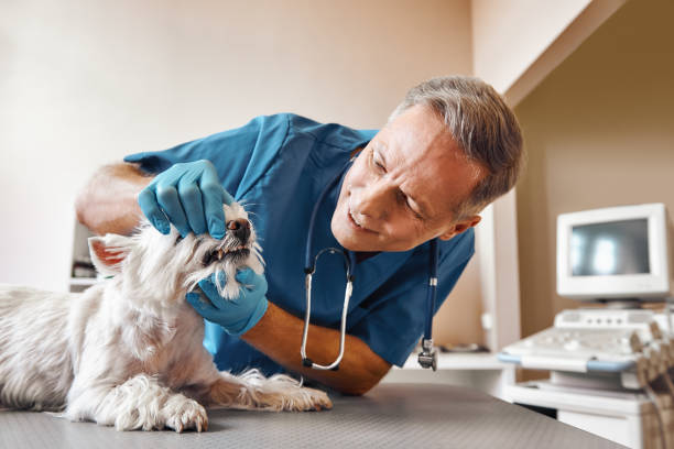 Best Tooth Infection Emergency Dentist  in Cypress Lake, FL